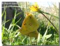 Colias crocea